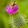 Sometimes you have to dive deep to get the best nectar. Exposure: ISO 200, f/5.6, 1/80-sec. using +1/3-stop of Exposure Compensation.